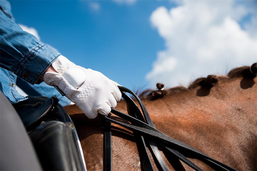 Website en logo voor Coenegrachts Stables