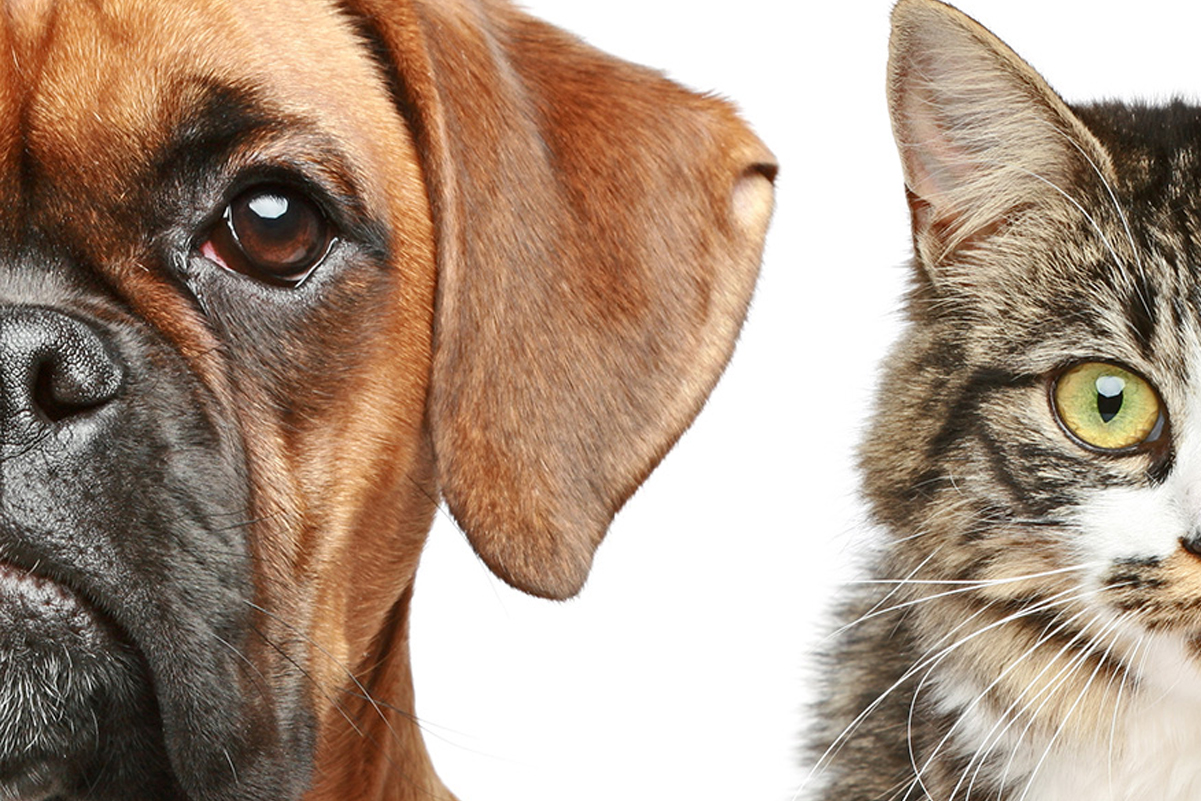 Volledig vernieuwde website voor Dierenkliniek VvD